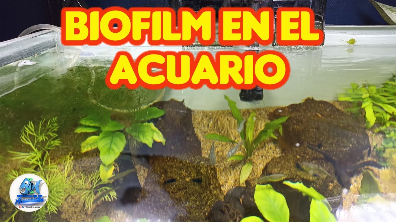 Como quitar el Biofilm de tu Acuario