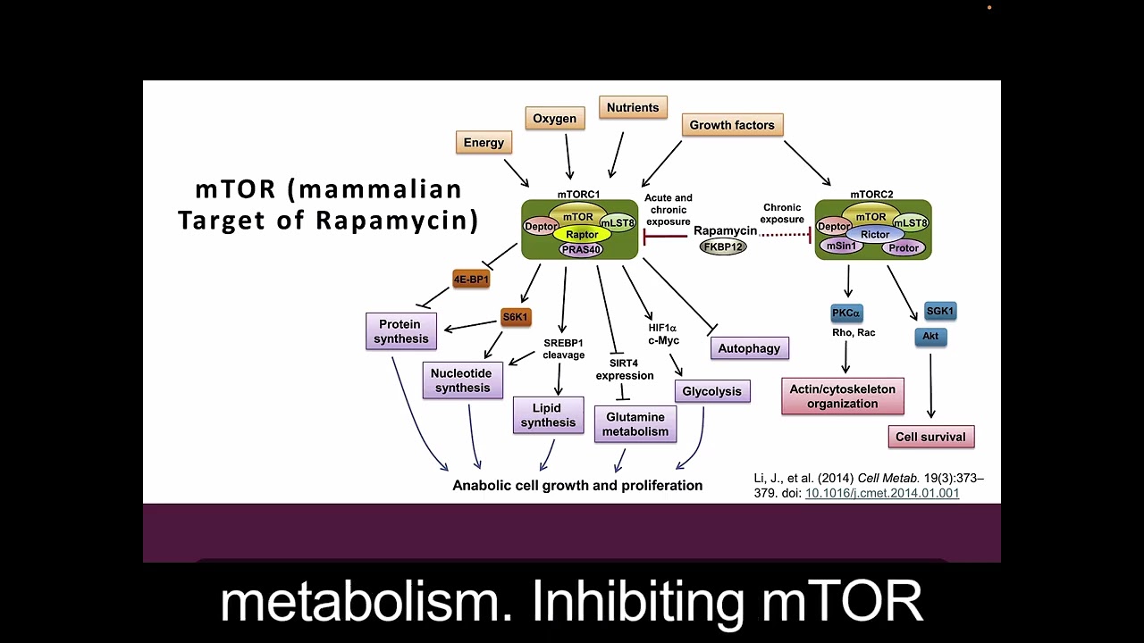 Rapamycin (Sirolimus): From Natural Product to Master Regulator of Cell Growth