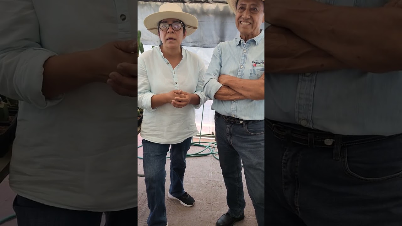 Sesión de injertos ampliada en Chelito lindo.