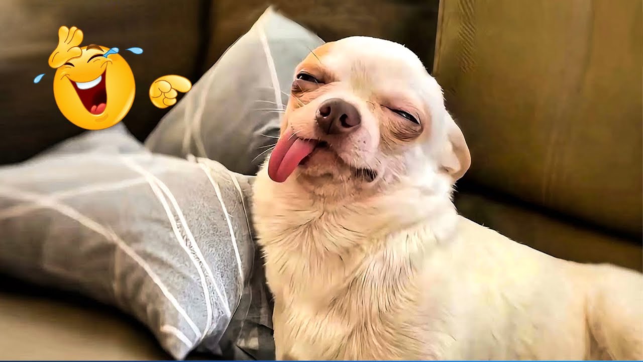 The Funniest Animal Videos Compilation 😹🐶 The Funniest Cat & Dog Moments Compilation  🐾