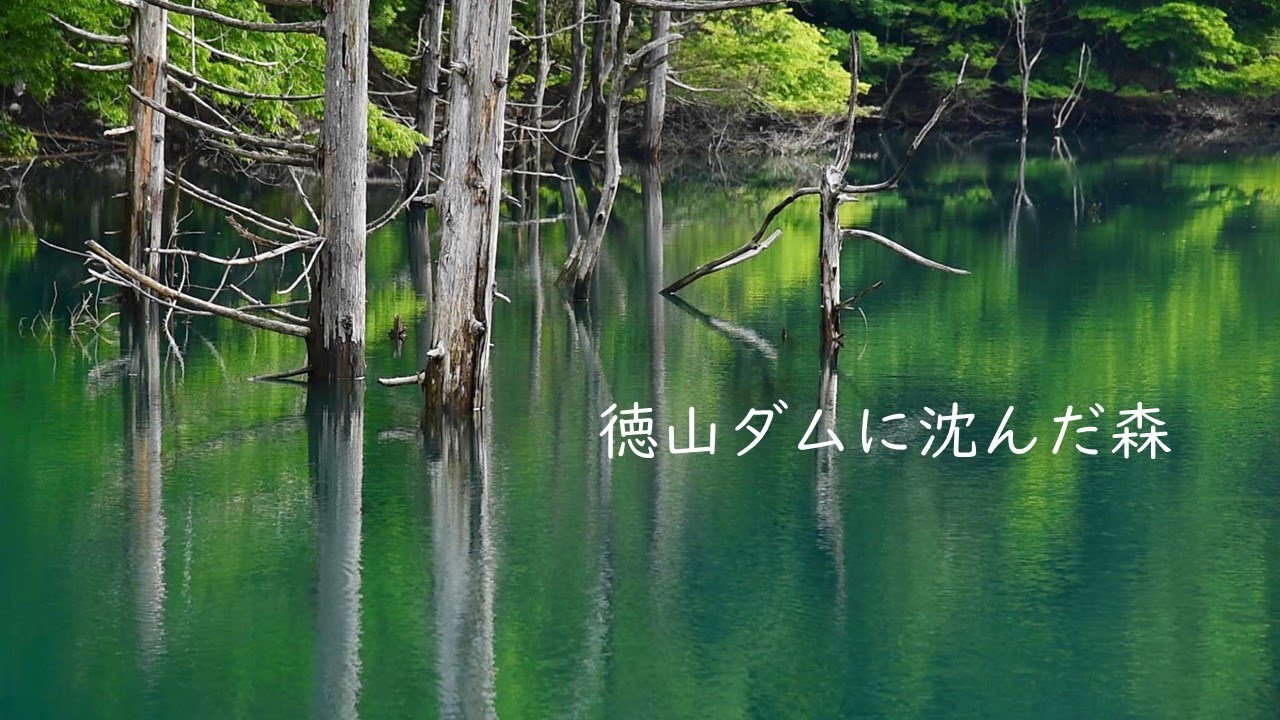 徳山ダムに沈んだ森　西美濃 もう一つの新緑　 【自然風景】