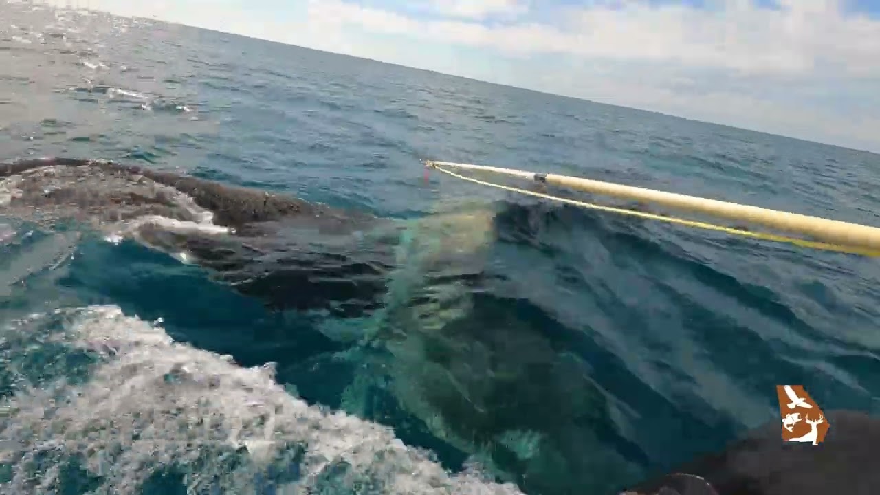 Georgia DNR Biologists disentangle endangered right whale