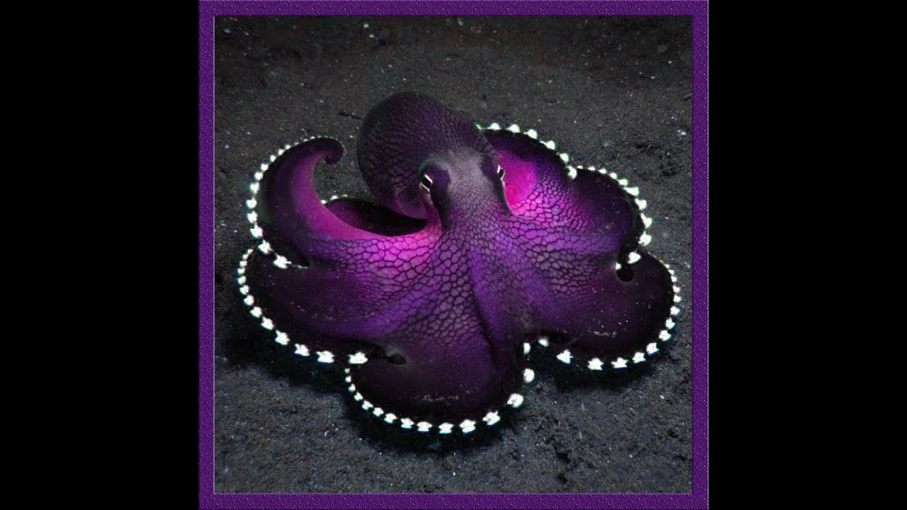 DAOC Atlas Freeshard Barde / Eldritch