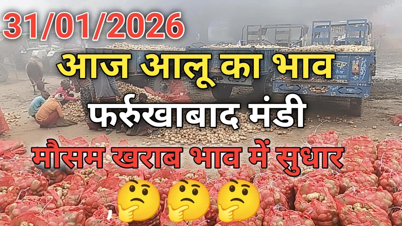 31/01/2026 आज आलू का भाव फर्रुखाबाद मंडी potato rate today farrukhabad Mandi