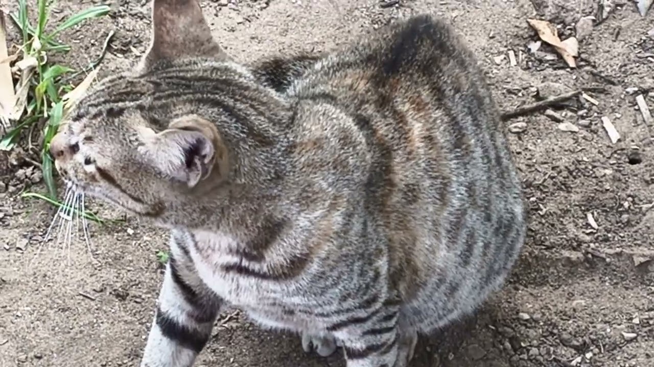 Kali Ko gussa aaya jungali Bille Ko dekh kar😠#popular #viral#short#viralshort #studywithmeandmycat 