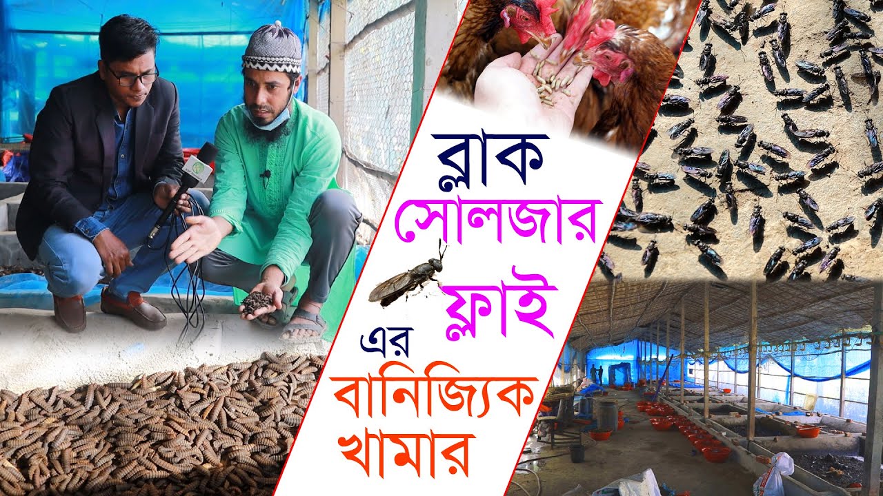 লক্ষ লক্ষ প্রোটিন পোকা চাষ হচ্ছে শাজাহান সাহেবের হ্যাচারীতে | ব্লাক সোলজার ফ্লাই চাষ পদ্ধতি