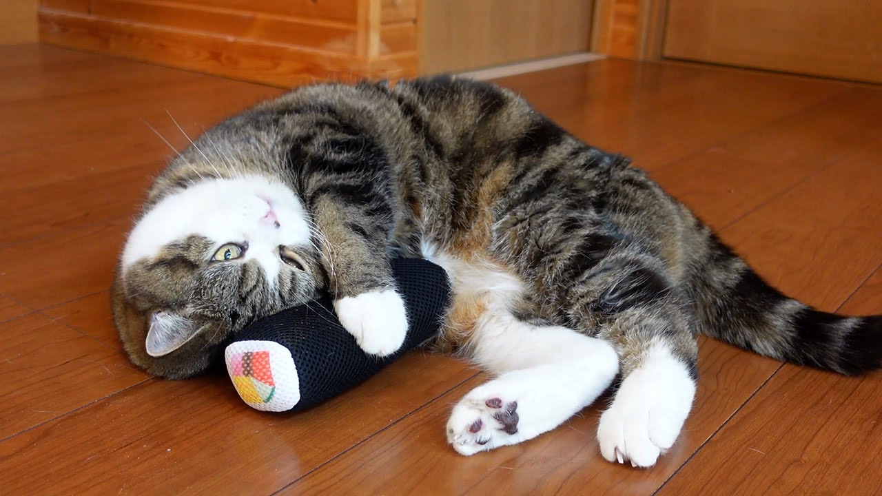 恵方巻で荒ぶるねこ。-Cats gets excited with sushi rolls.-