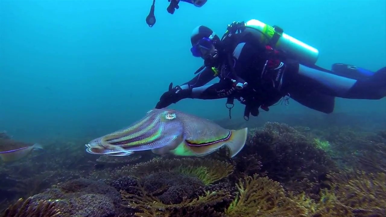 Sultanato di Oman, immersioni alle Isole Daymaniyat