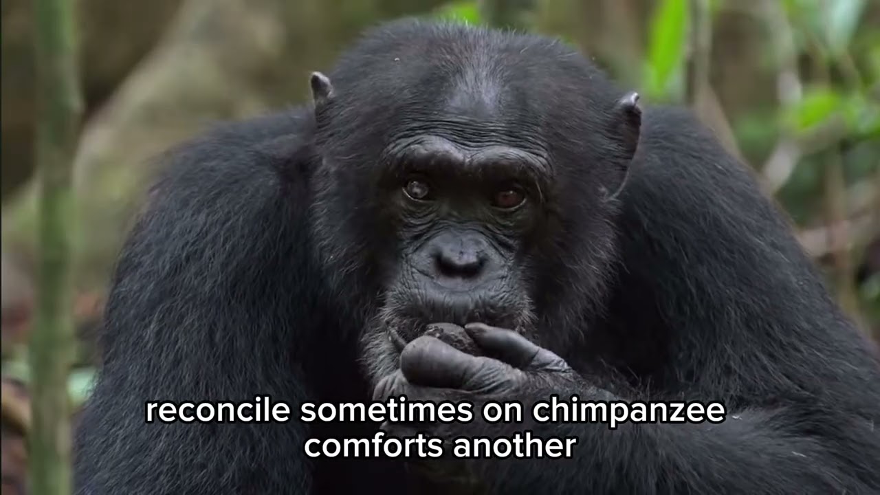 Documentário: chimpanzés 