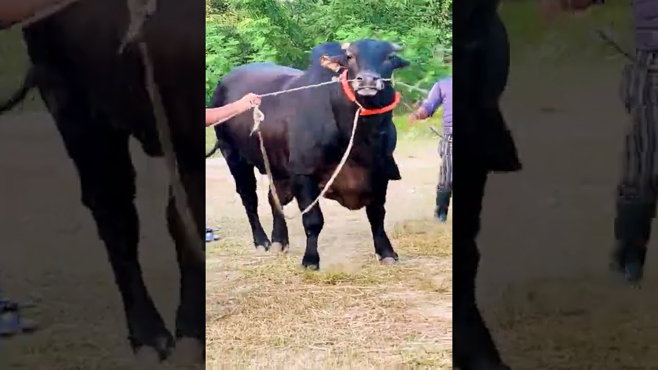 Black Sahiwal bull