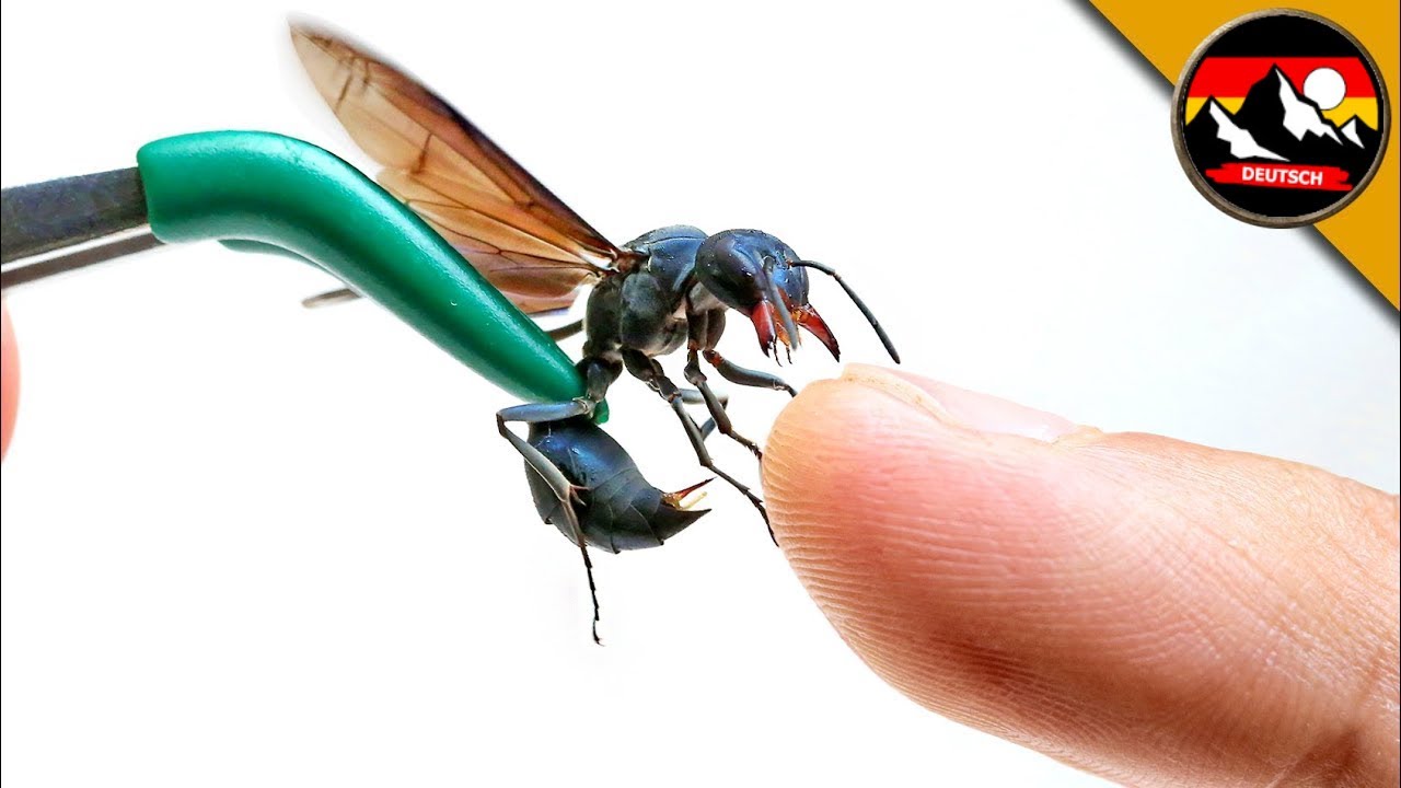 Gestochen von der KRIEGERWESPE! Ist es der schmerzhafteste Stich? Brave Wilderness Deutsch