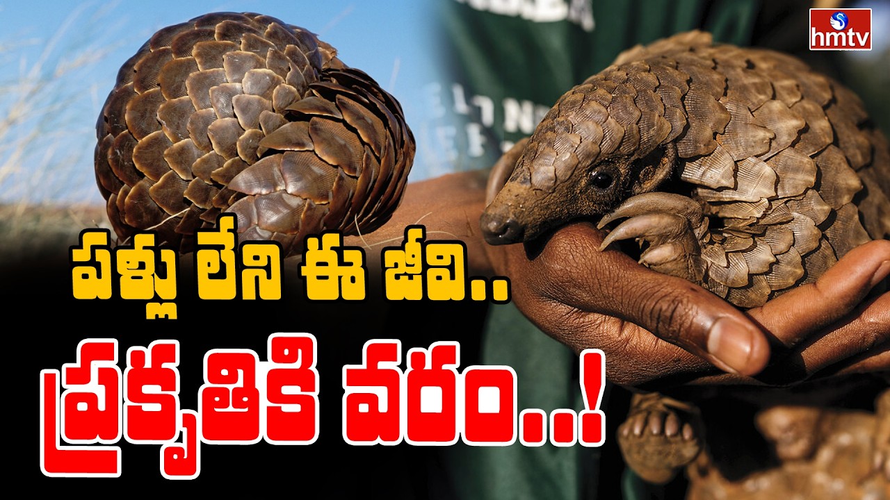 TO THE POINT : పళ్లు లేని ఈ జీవి.. ప్రకృతికి వరం..! | hmtv