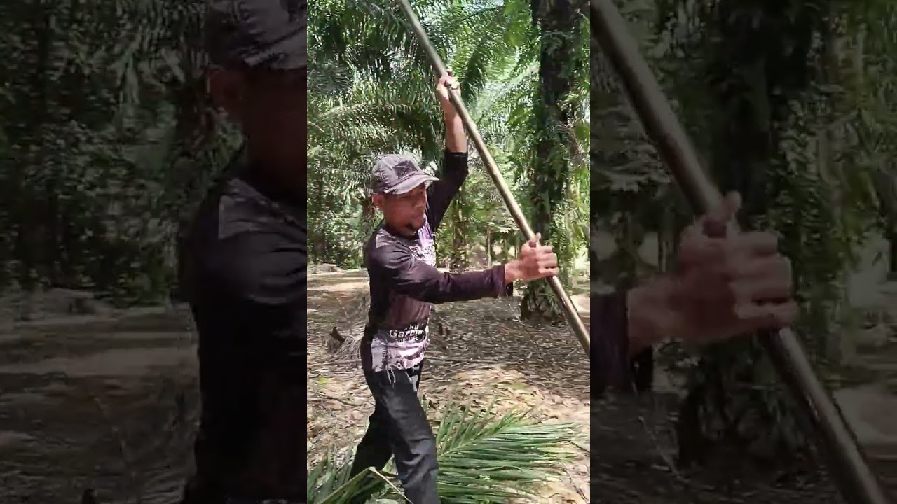 Cara pake sabit dengan klam bikin sendiri 