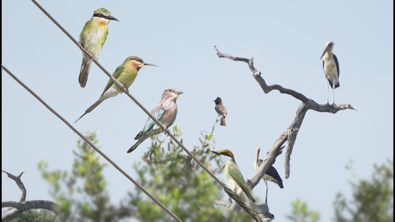 Amazing Birds @Bundala  National Park Sri Lanka