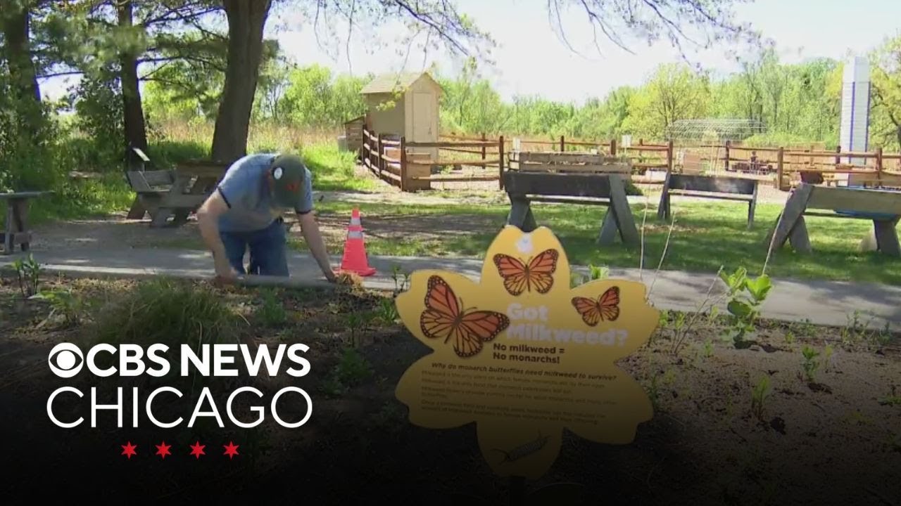 Senior gardeners work to nurture butterflies in Schaumburg, Illinois