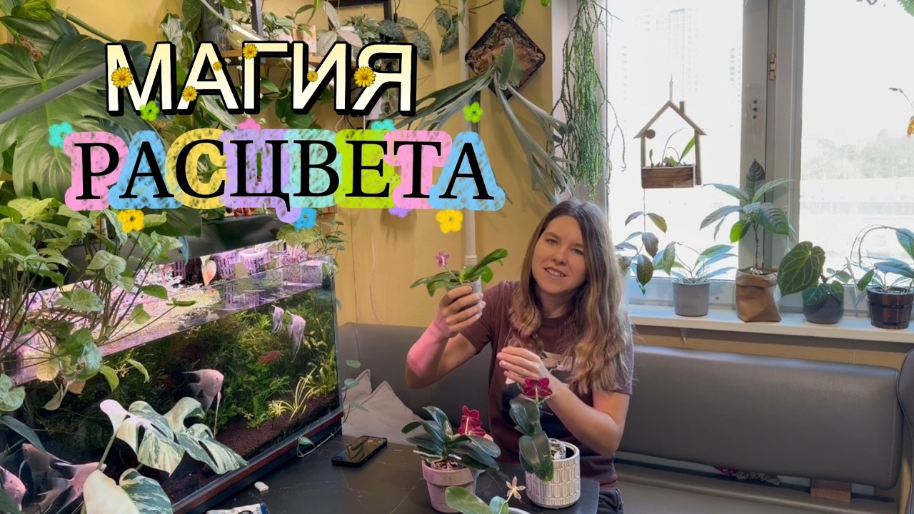 Цветотерапия: Обзор цветущих орхидей