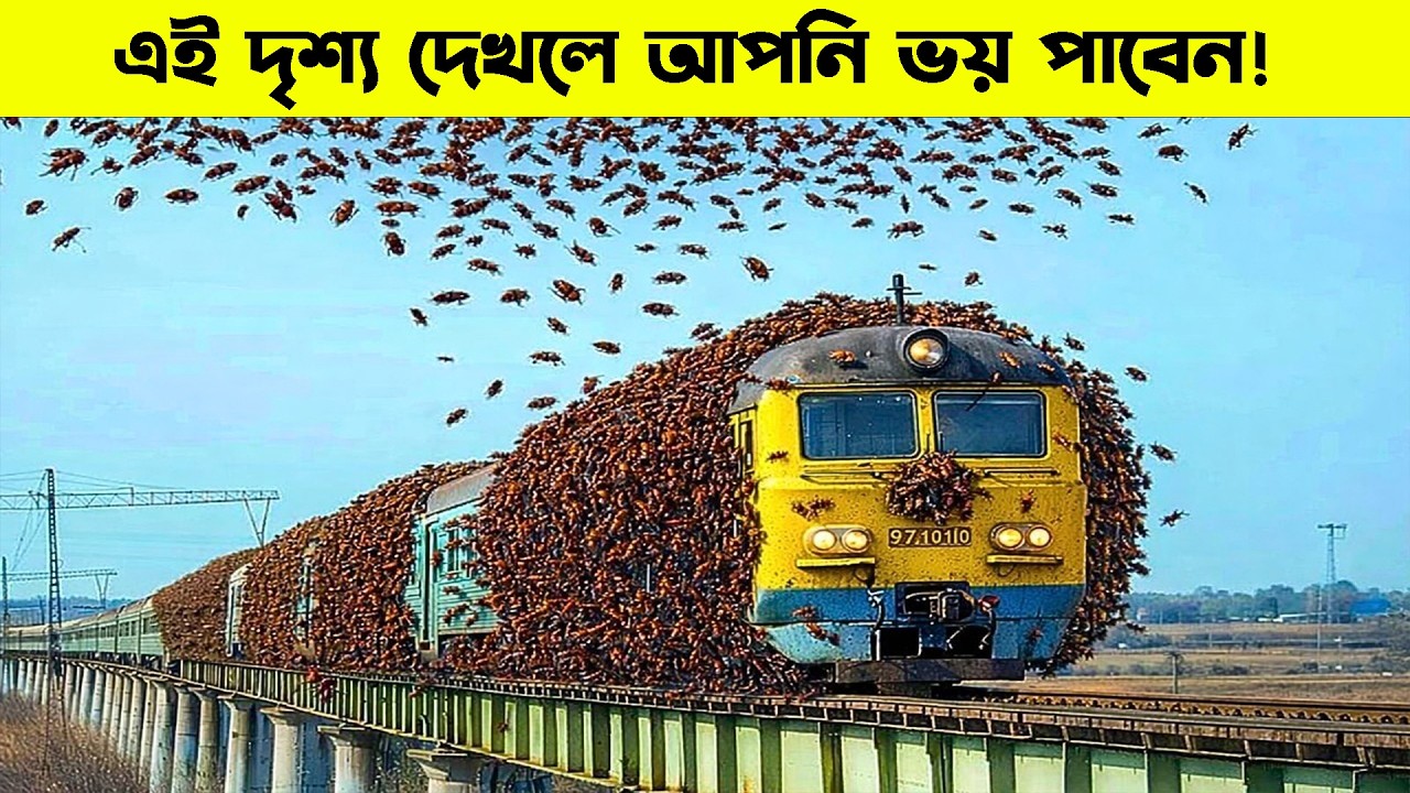 ভাগ্য খুব বেশি ভালো হলে এমন জিনিস চোখে পড়ে | amazing animal moments in nature | মায়াজাল । রহস্য