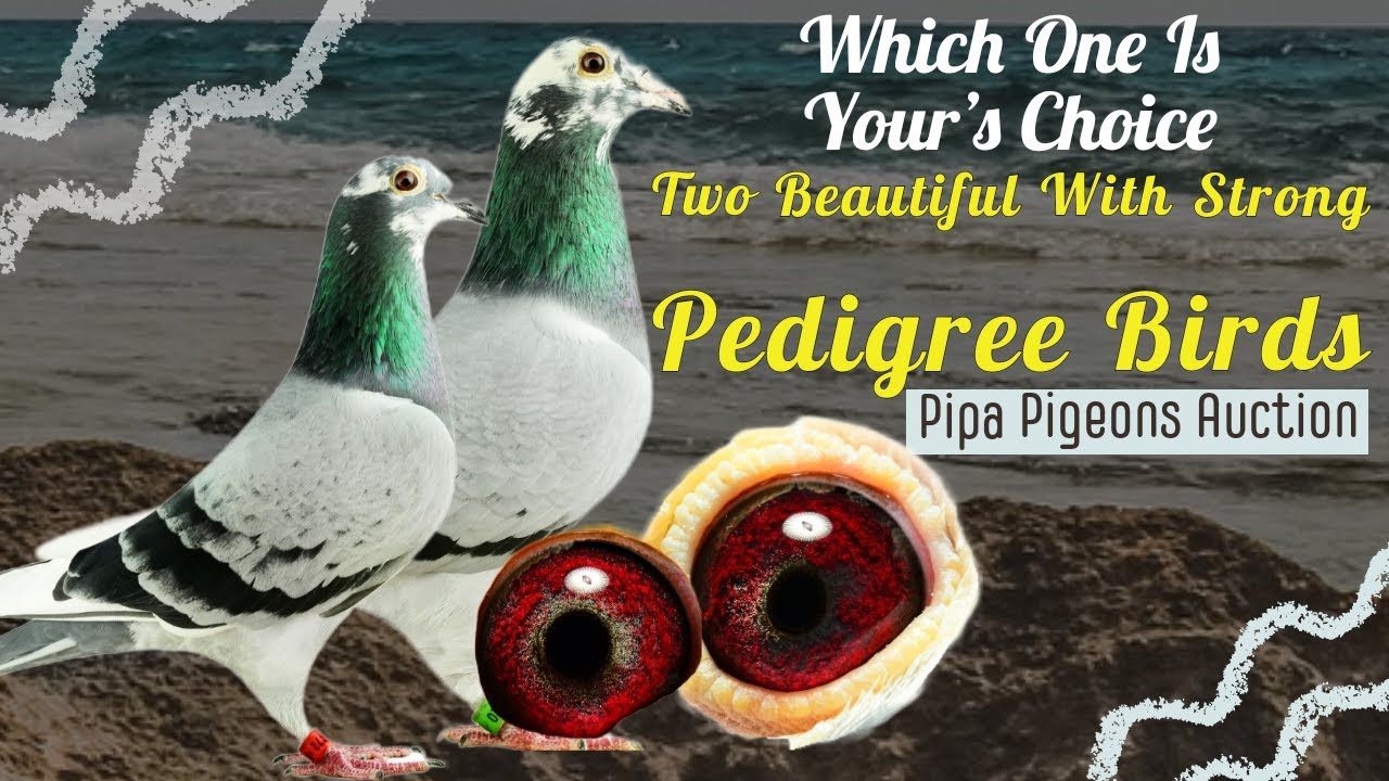 Two Great And Very Strong Pedigree Racing Pigeons From Pipa Elite Center Now In Pipa Auctions