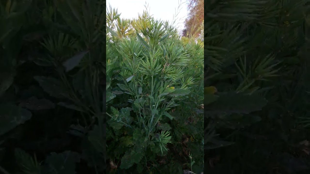 गुच्छे वाली सरसों