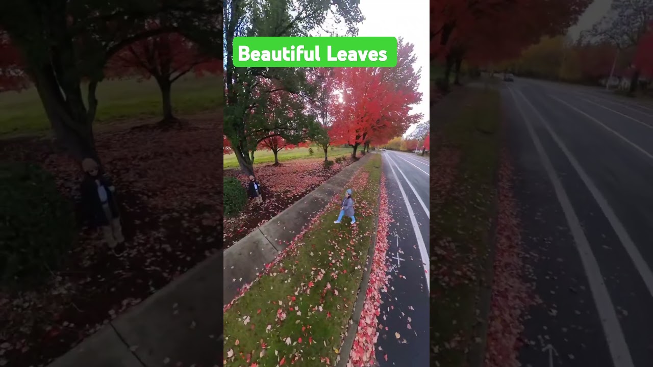 Beautiful Leaves #portland #oregon #fallseason