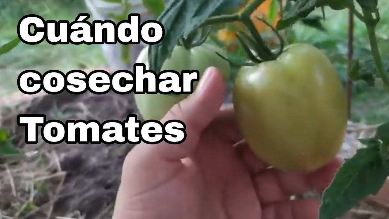 Cuándo Cosechar Tomates || Truco Útil || Huertas y Cerveza