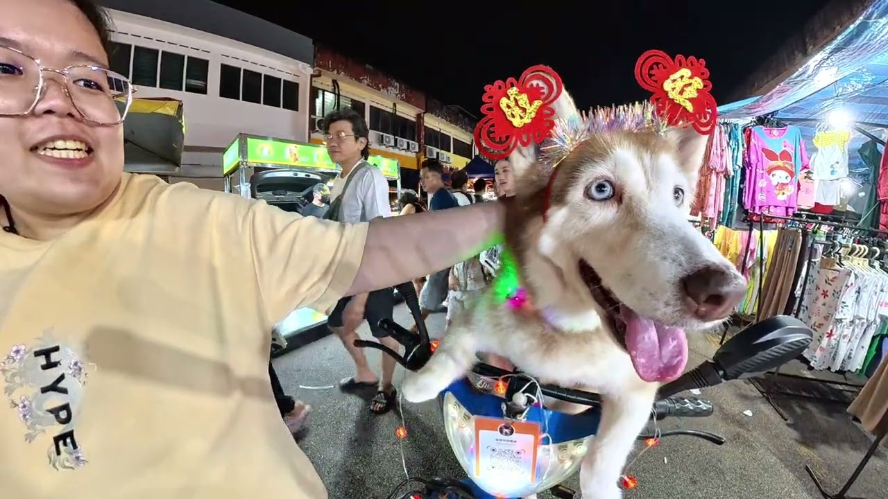 #husky #哈士奇 #pets 