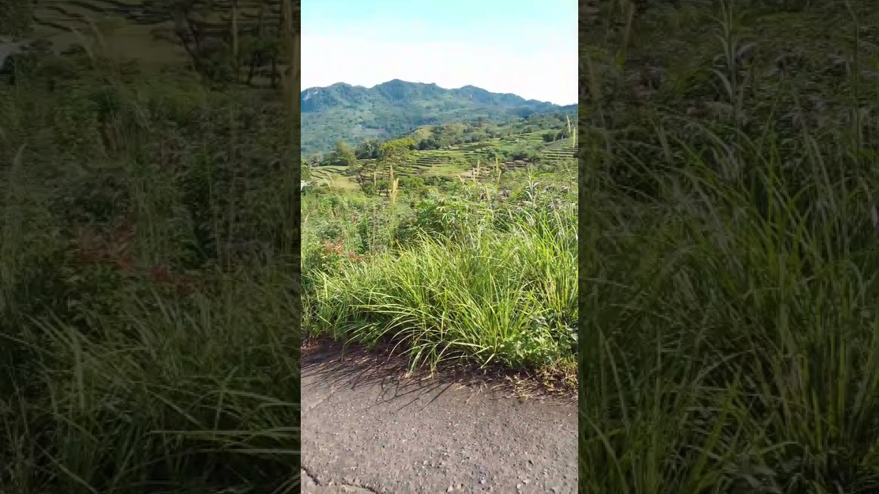 Jual Tanah 17 Ha SHM Murah Sukamakmur Jonggol