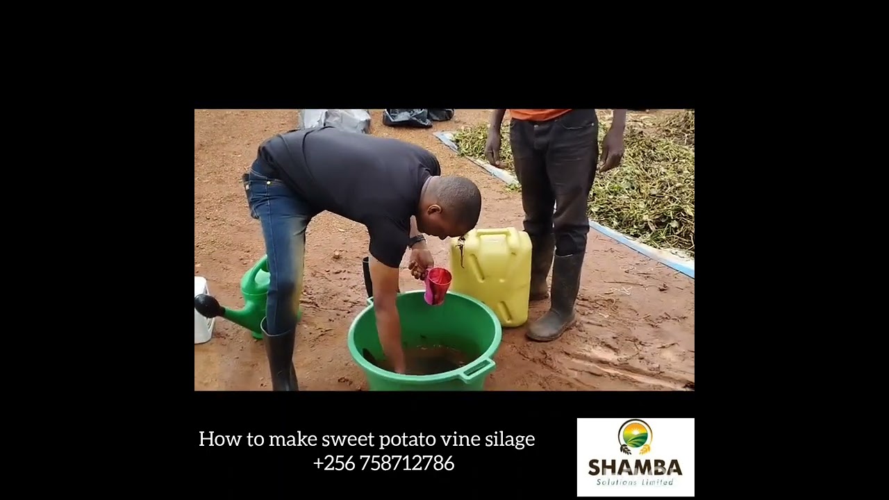 How to make silage for Cows & goats using MolaPlus Livestock Microbes& SweetPotatovines+256758712786