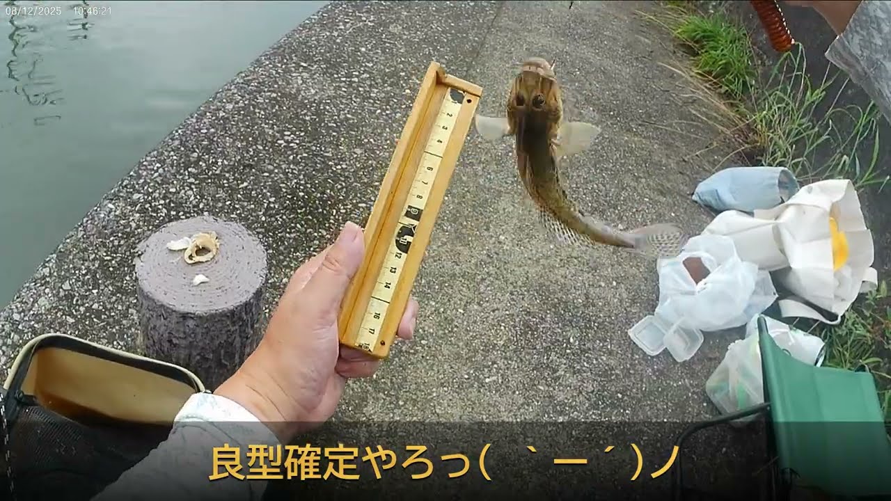 2025 8 12浦安駅から歩いて行ける境川は釣り人はいないけどハゼは釣れる