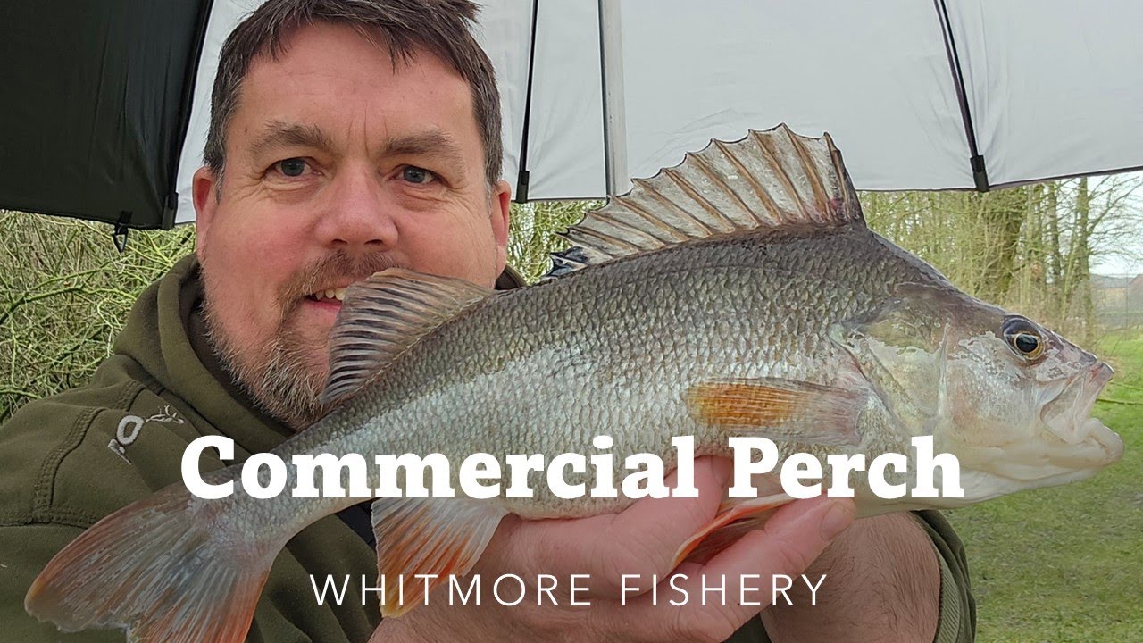 Commercial Perch Fishing