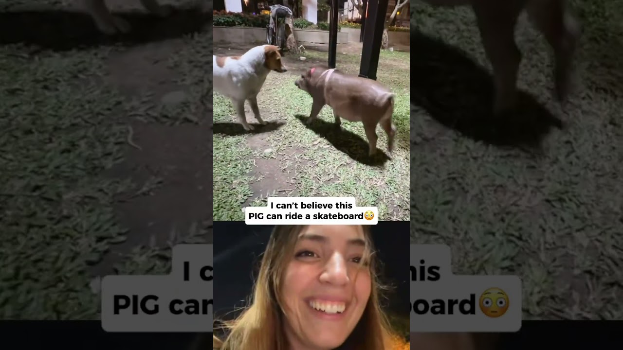 I can’t believe this PIG can ride a SKATEBOARD😭 #pig #skateboard #cute #funny #viral 