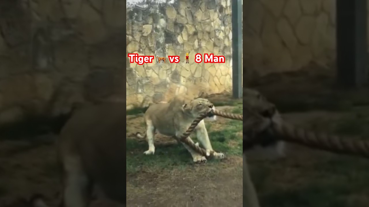 Tiger 🐅 vs Human 10 people vs one tiger in rope pulling #viral #viralvideo #play #Tiger #Lion #yts
