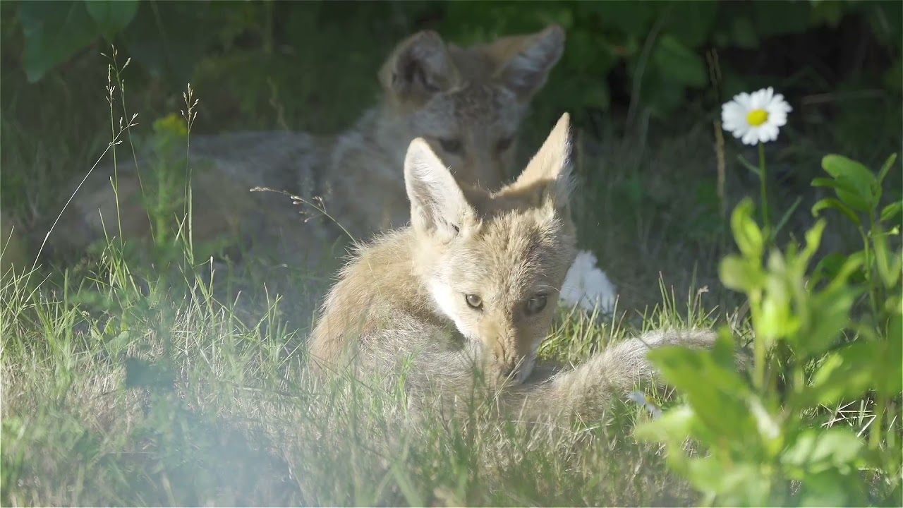 Coyote Pups (all ages/family)