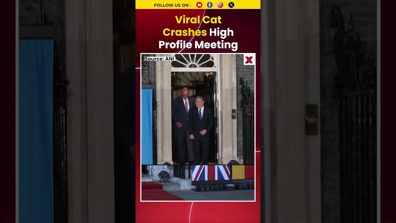 mustwatch Viral Cat Steals Spotlight While Leaving Venue During High-Profile Leaders&rsquo; Meeting
