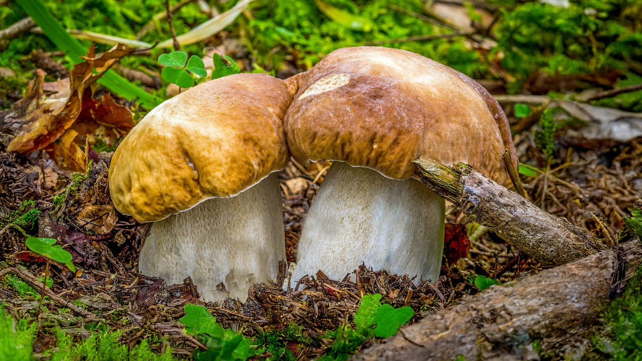 Porcini e umidità: ecco dove osservare, anche col bosco secco