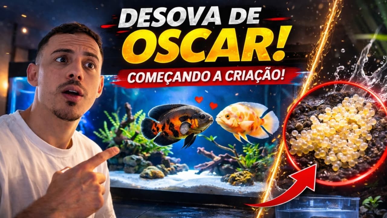DESOVA DE PEIXE OSCAR: Como Salvei os Ovos Passo a Passo