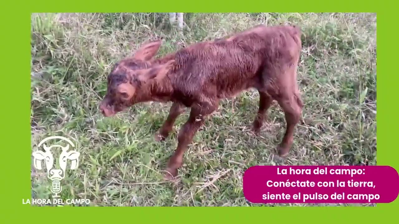 La hora del campo - Ganadería Integral