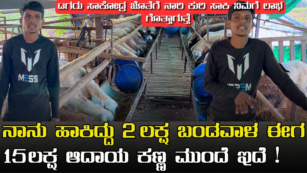 ನಾರಿ ಸುವರ್ಣ ಕುರಿ ಸಾಕಲು ಹಾಕಿದ್ದು 2 ಲಕ್ಷ ಬಂಡವಾಳ ಈಗ 15 ಲಕ್ಷ ಆದಾಯ ಕಣ್ಣ ಮುಂದೆ ಇದೆ!NAARI SUVARNA SHEEP
