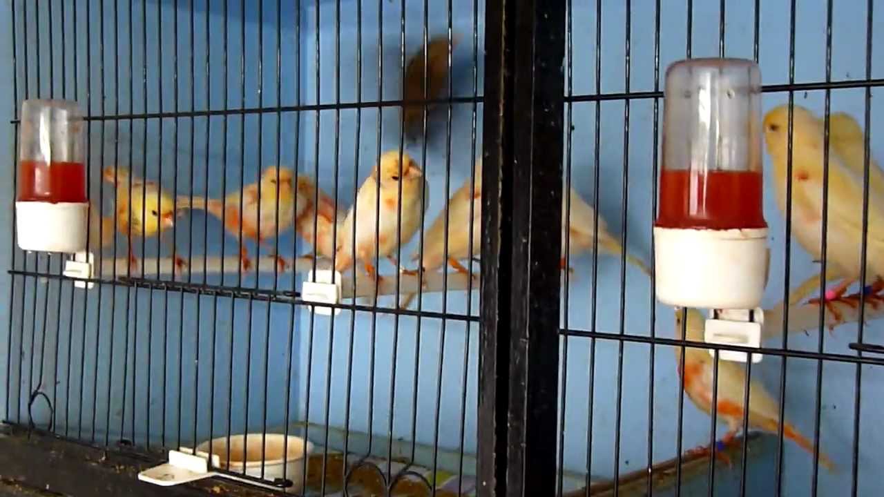 Canary (Red factors) 2010 young canaries colouring up