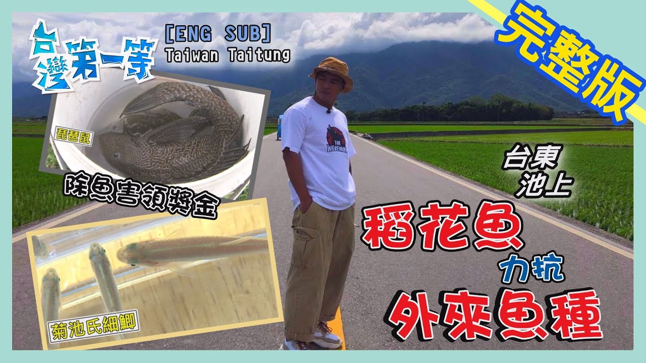[ENG SUB] 台東 Taitung【除魚害領獎金  大小釣手捍衛池上便當】│2020.09.06│《台灣第一等》完整版