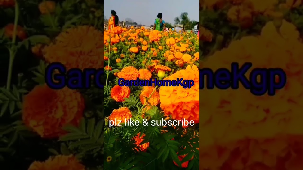 #gardenhomekgp #viral #youtubeshorts #youtube #garden