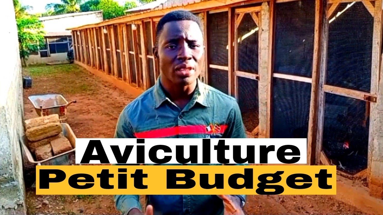 Élevage de poulets Biologique En Afrique : Étapes A à Z