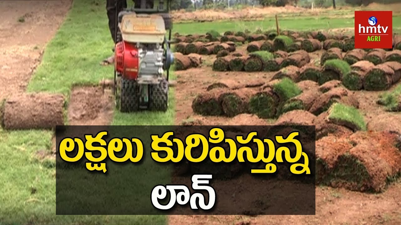 Lawn Grass Growing | Lawn Grass Cultivation Techniques | hmtv Agri