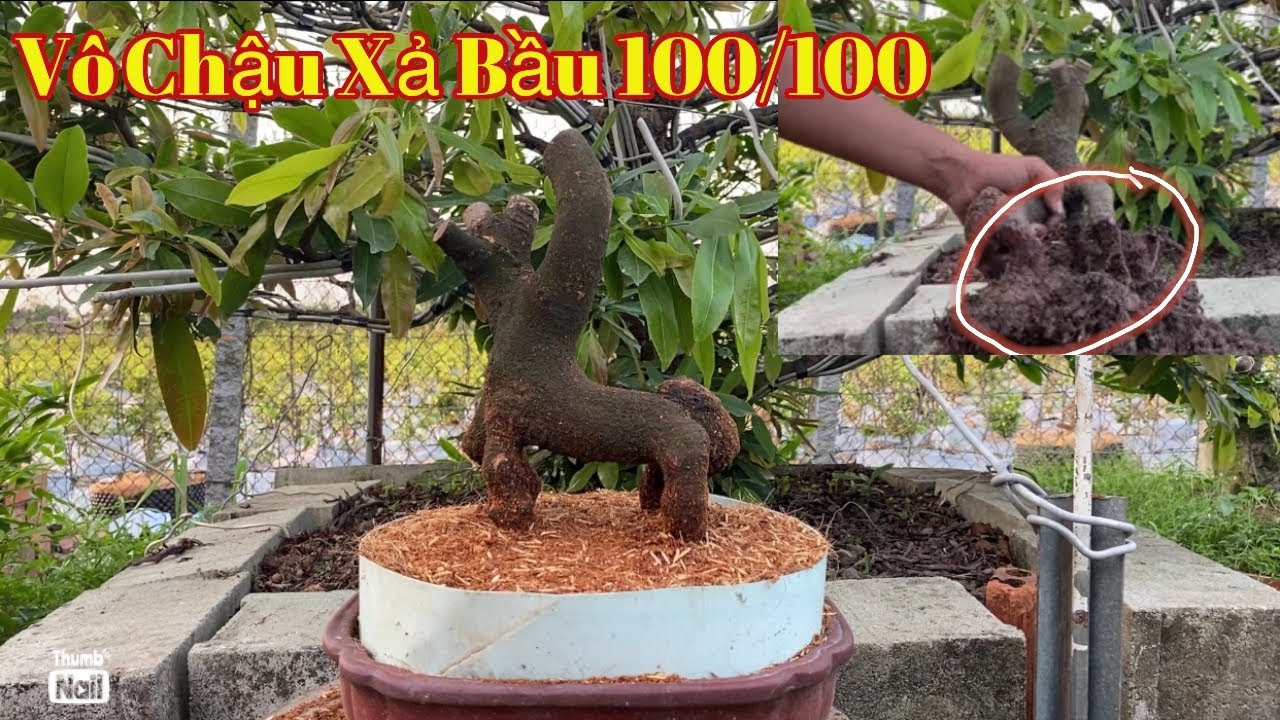 Trồng cây mai bị khô không kéo nhựa, xả 100/100 đất chia sẻ cho AE mới choi