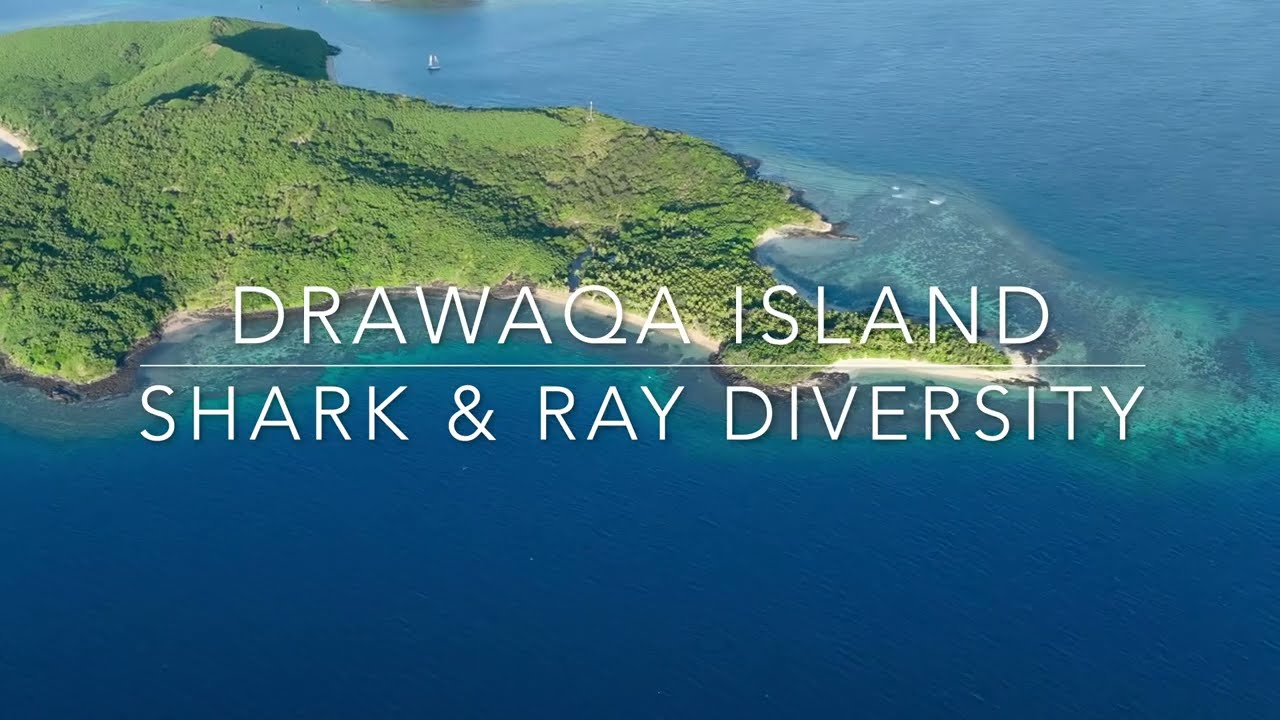 Shark & Ray Diversity at Drawaqa Island