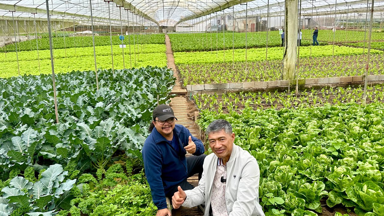 Ito ang Totoong Kumikitang FARM: 4 Hectares Shade House - Tuloy-tuloy ang Harvest All Year Round!