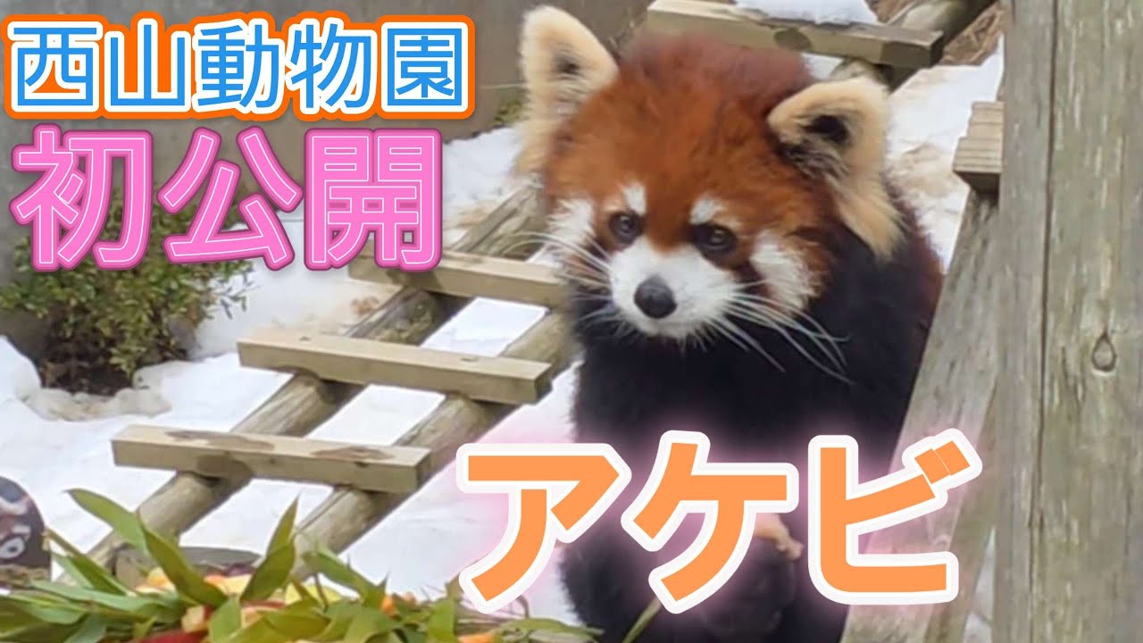 【西山動物園へ　ようこそ！レッサーパンダのアケビ　初公開】～Nishiyama Zoo red pandas～