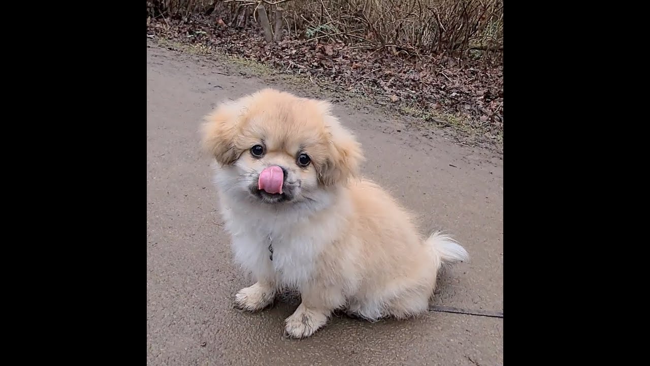 Tibetan Spaniel pup afraid of Chihuahua! 