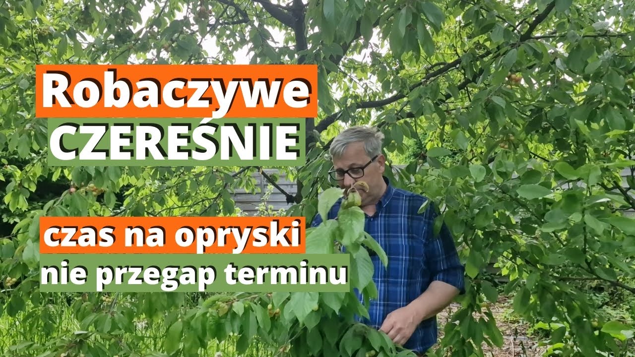 Robaczywe czereśnie. Najlepszy czas na opryski czereśni przeciwko trześniówce.