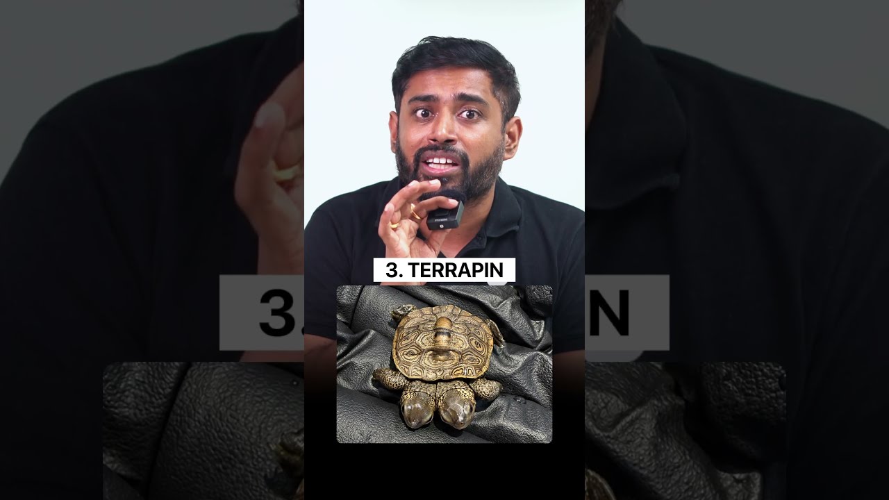 Turtle, Tortoise & Terrapin Explained | Diamondback Terrapin | UPSC Environment Current Affairs